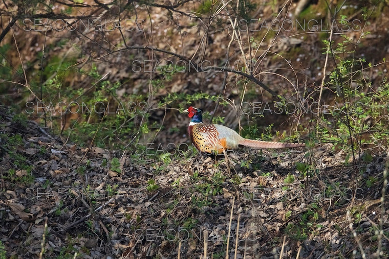 Pheasant