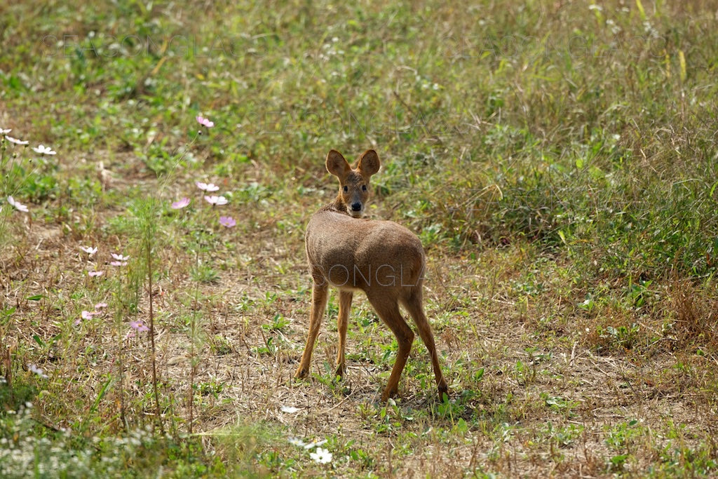 Water Deer