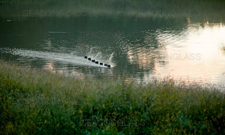 Spot-billed Ducks