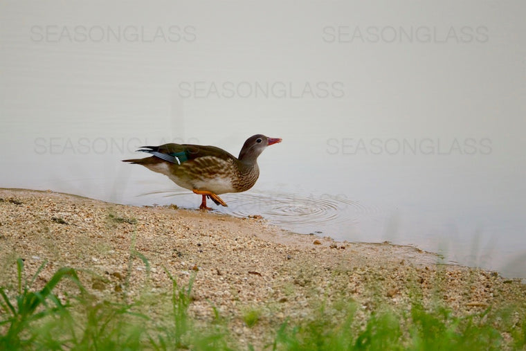 Male Mandarin Duck