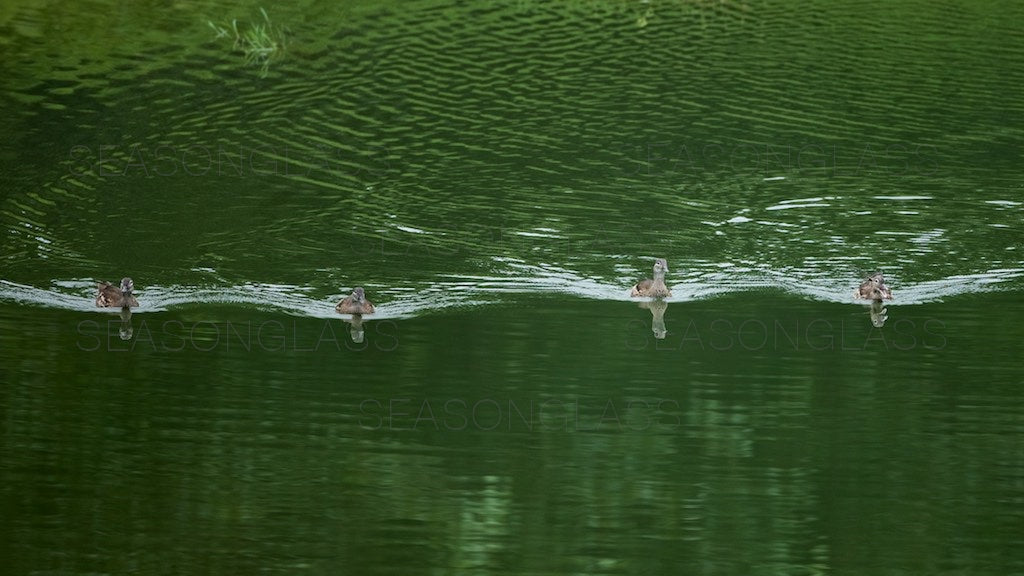 Mandarin Ducks