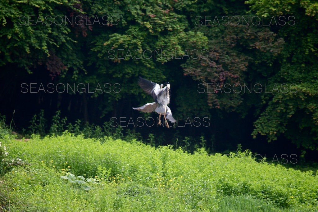 Grey Herons