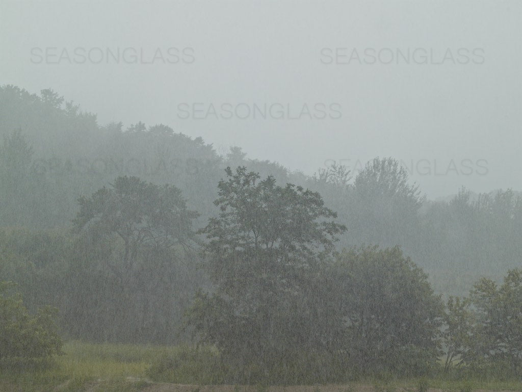 Woods in Summer Rain