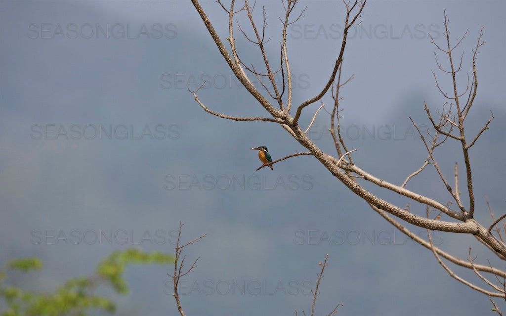 Common Kingfisher