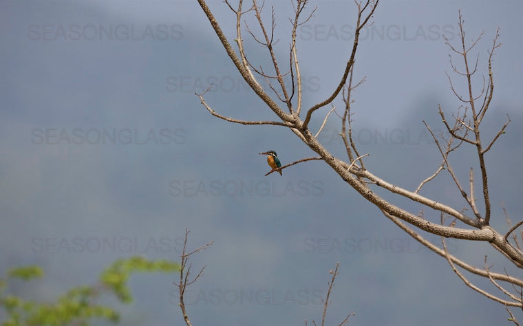 Common Kingfisher