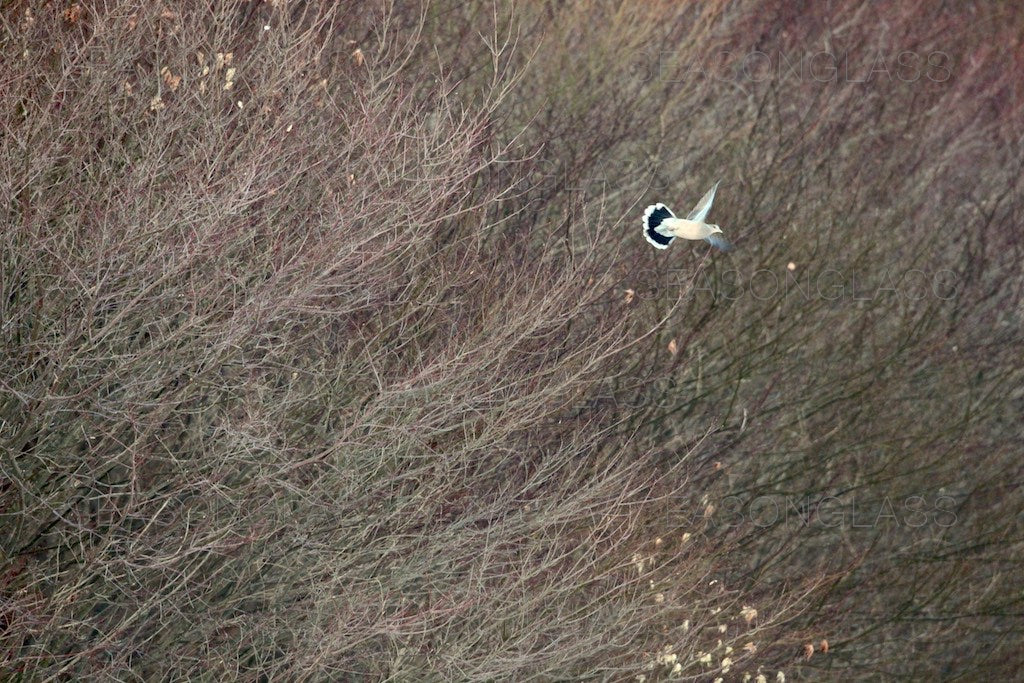 Turtledove and Winter Maples