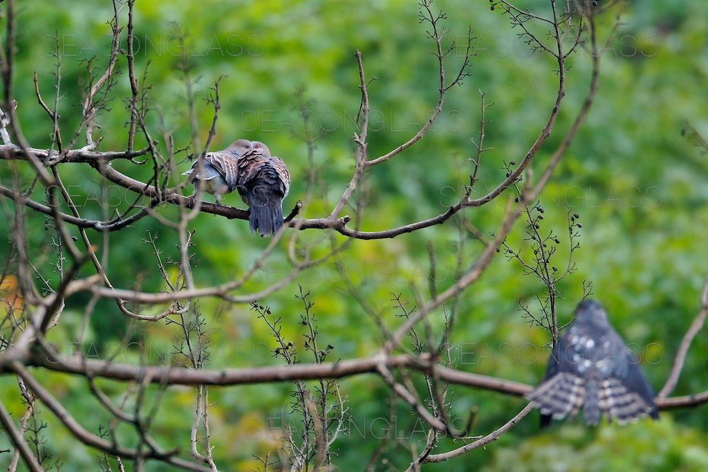 Turtledoves and Chinese Sparrowhawk