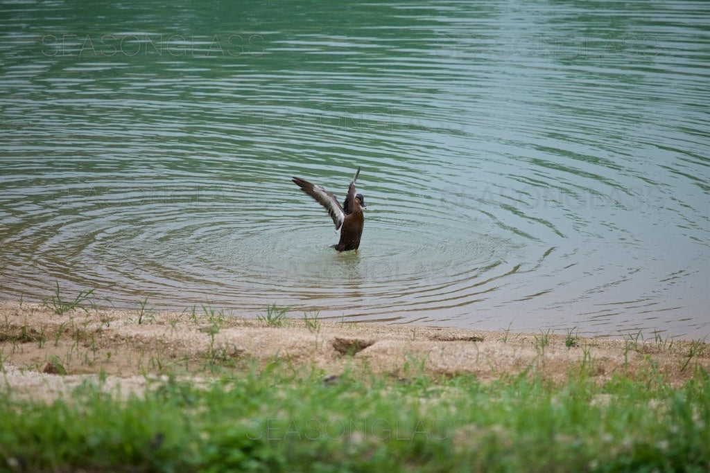 Spot-billed Duck