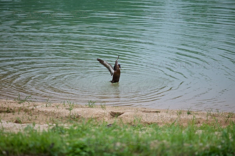 Spot-billed Duck