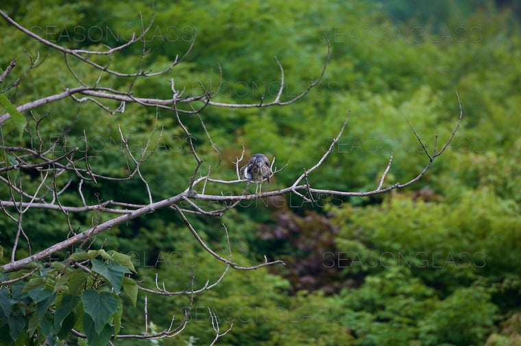 Northern Sparrowhawk
