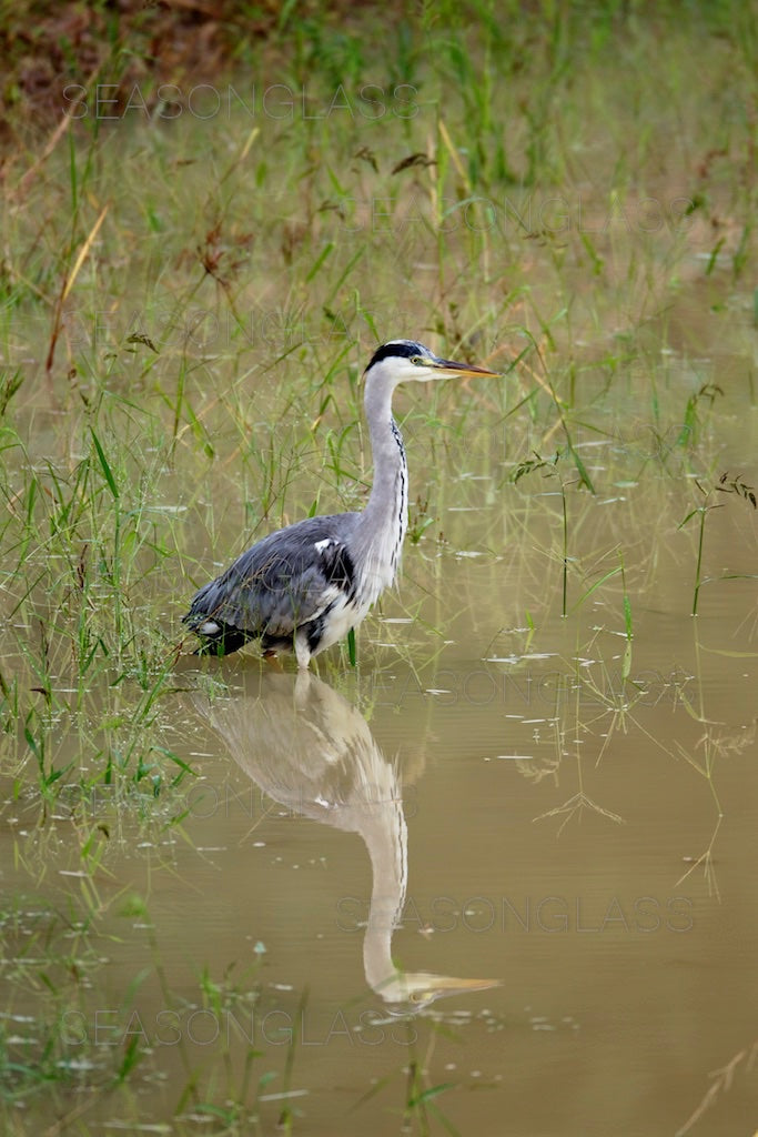 Grey Heron