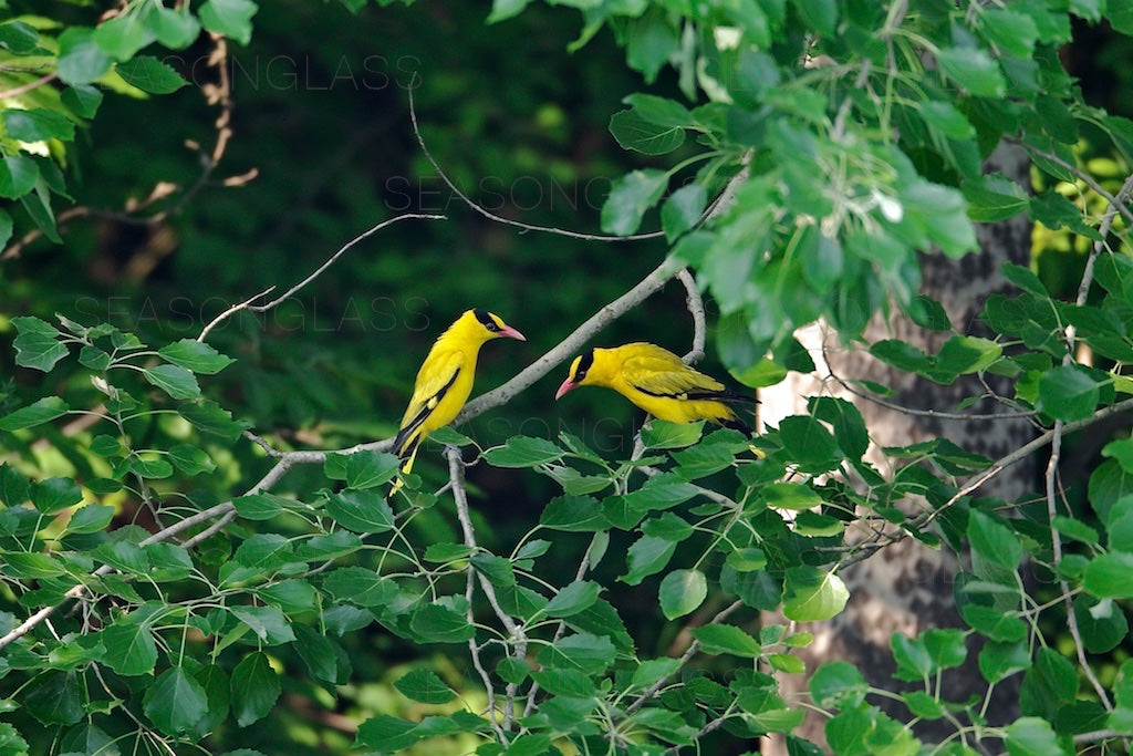 Black-naped Orioles