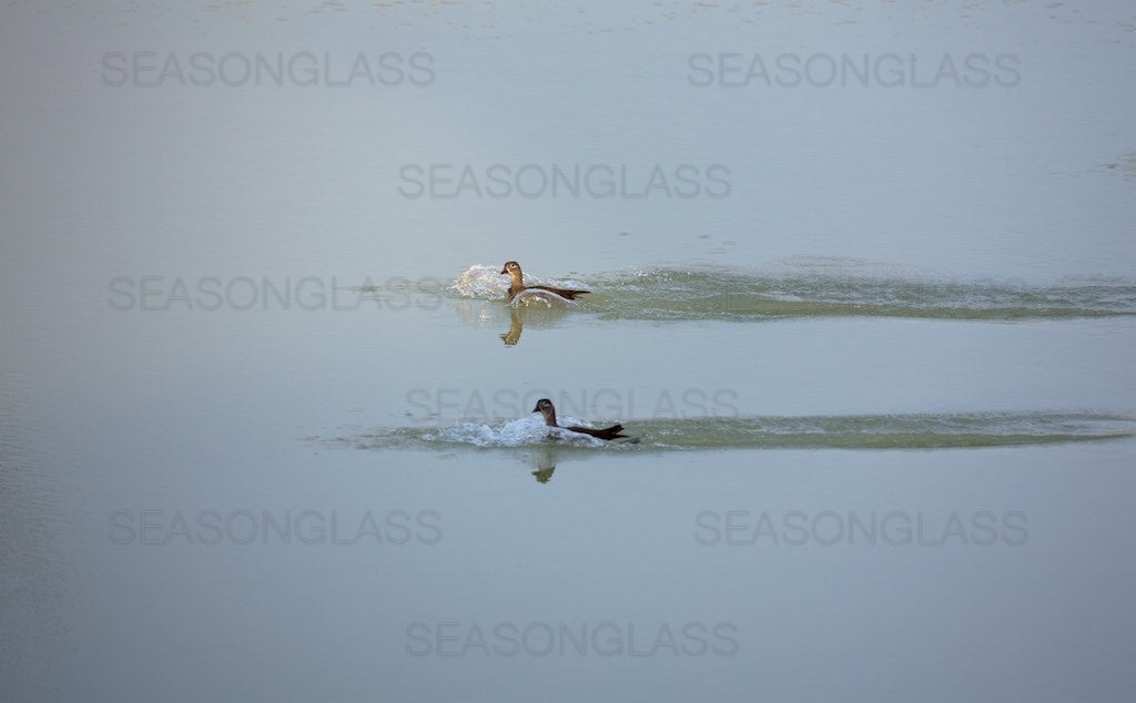 Mandarin Ducks