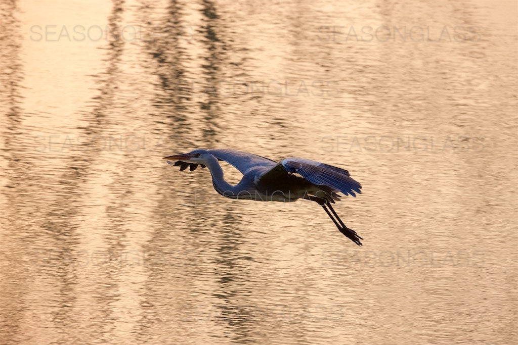 Grey Heron