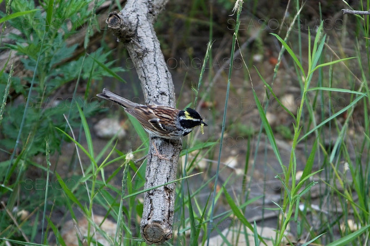 Yellow-throated Bunting with Insect