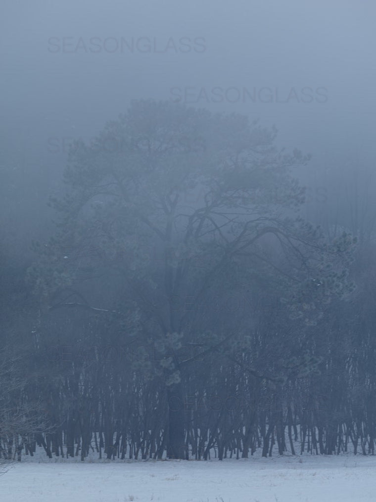 Pine Tree in Winter