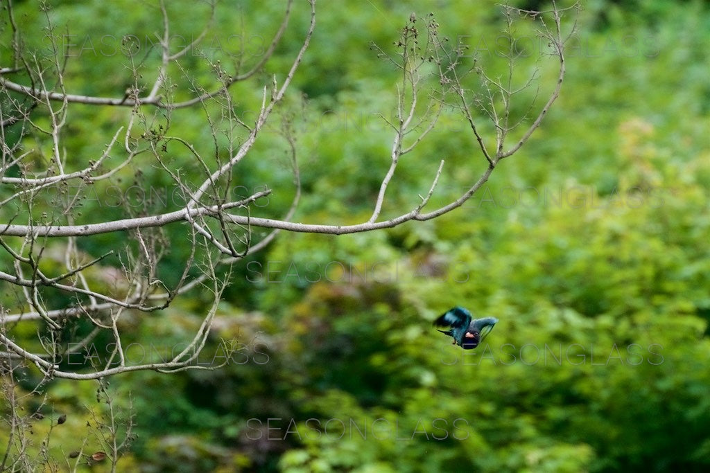 Oriental Dollarbird