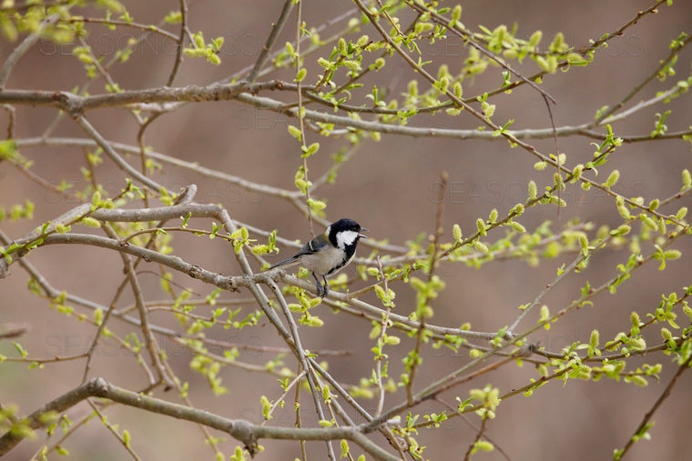Great Tit on Willow Tree