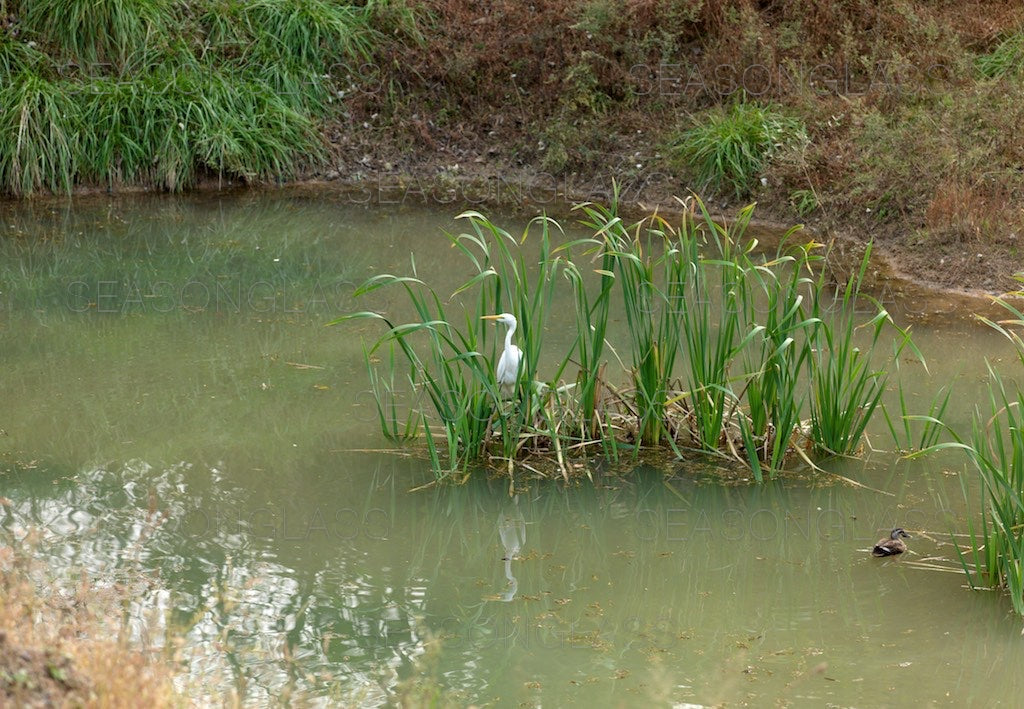 Egret