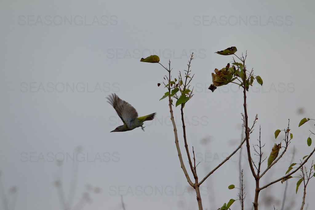 Grey-headed Woodpecker