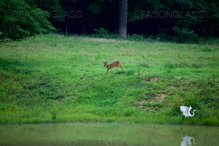 Water Deer and Egret