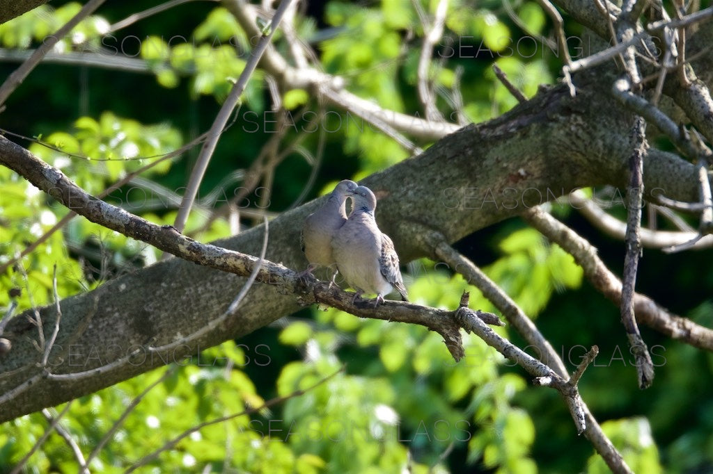 Pair of Turtledoves