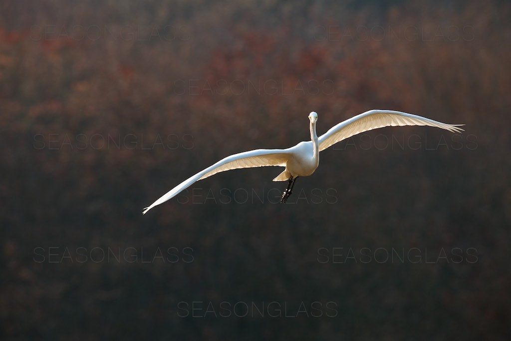 Egret