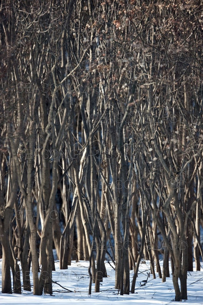 Maple Trees in Winter – Ahae