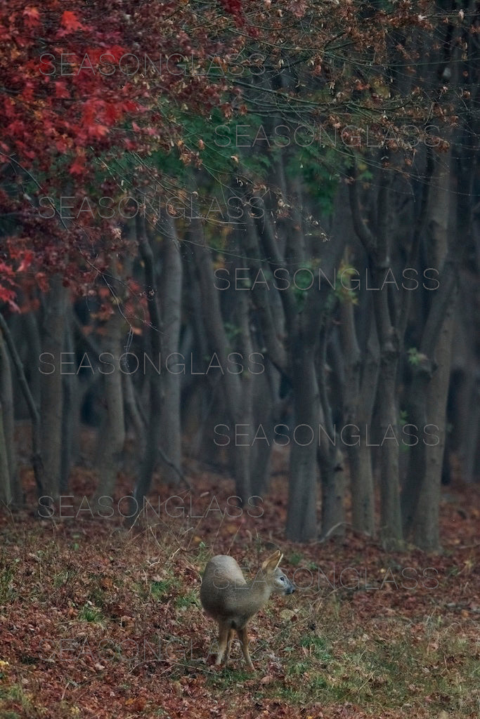 Water Deer