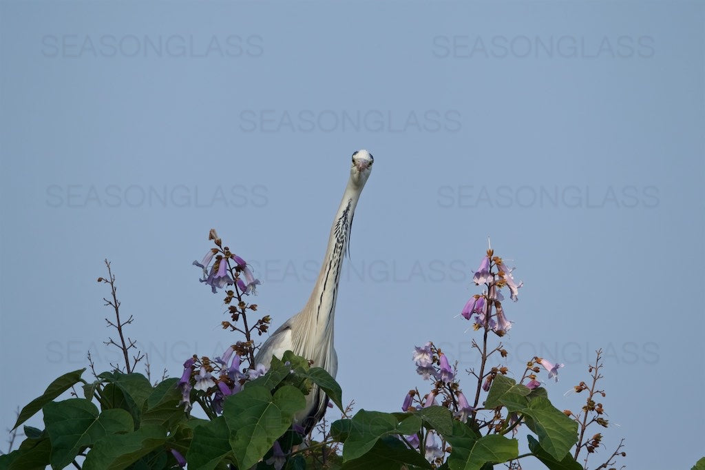 Grey Heron on Paulownia Tree