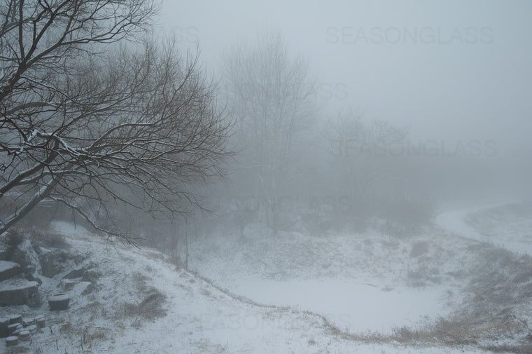 Woods in Winter