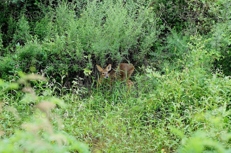 Water Deer