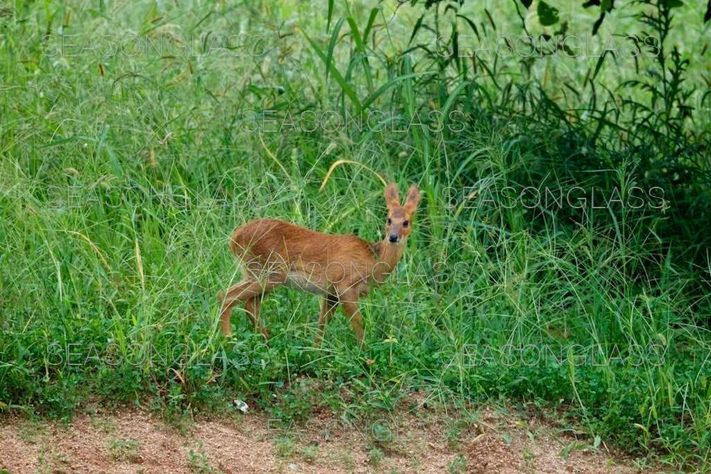 Water Deer