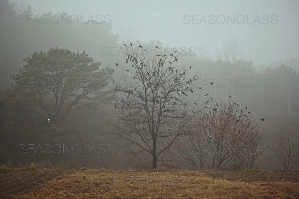 Flock of Magpies