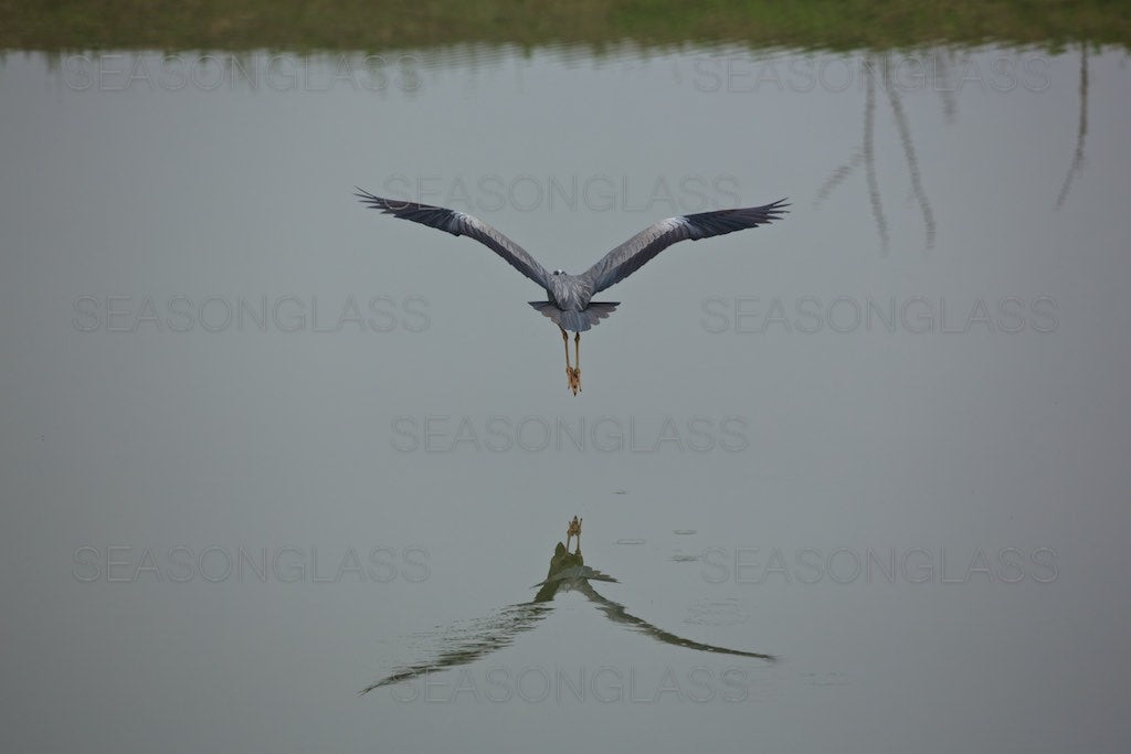 Grey Heron