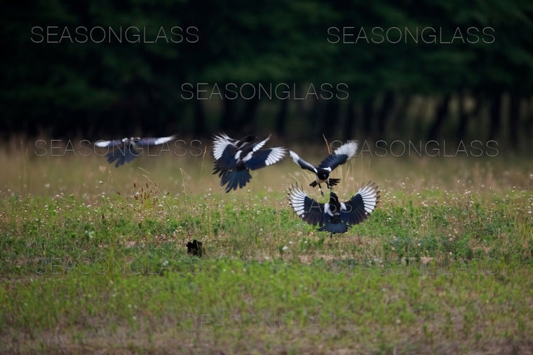 Magpies