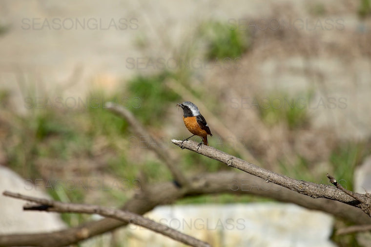 Daurian Redstart