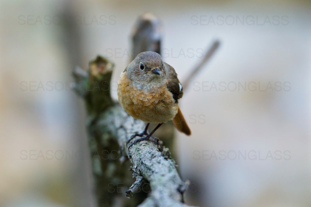 Female Daurian Redstart