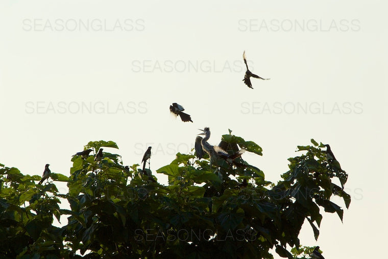 Grey Heron and Magpies