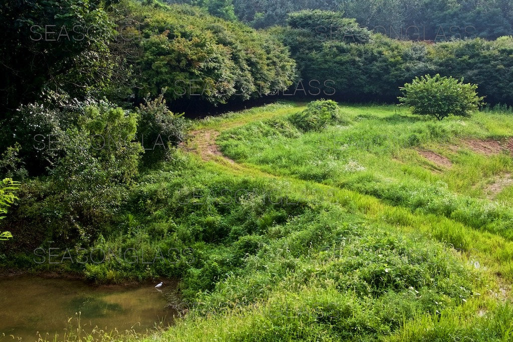 Woods in Summer