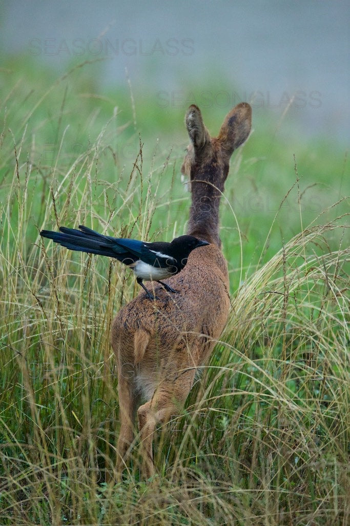 Magpie and Water Deer