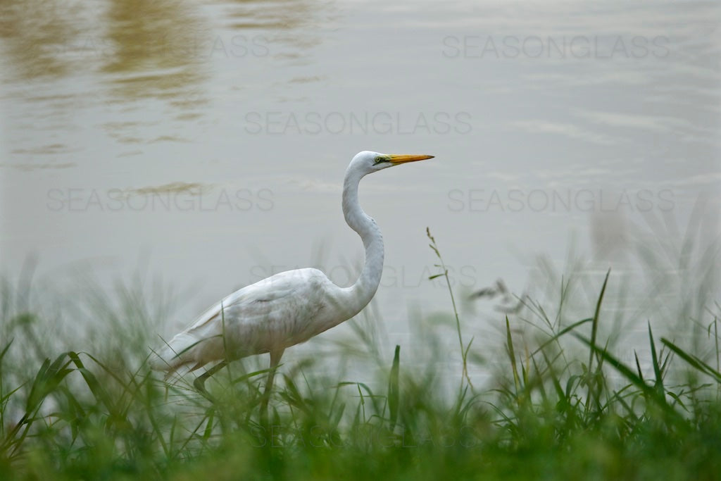 Egret