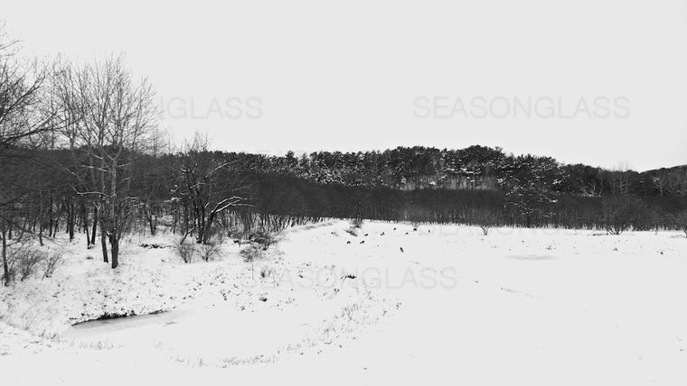 Woods in Winter
