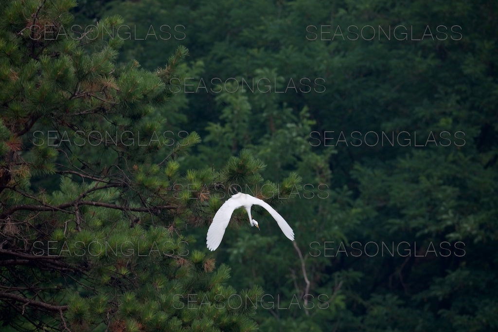 Egret