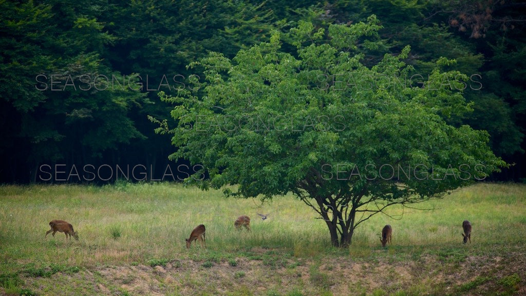 Water Deer