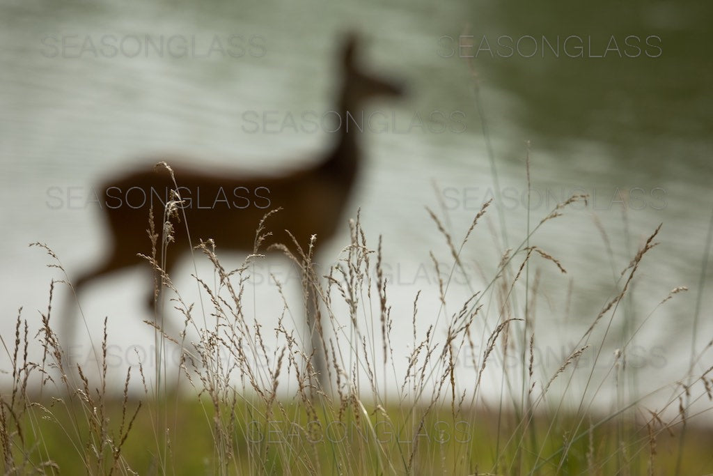 Water Deer