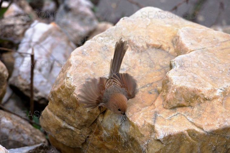Vinous-throated Parrotbill