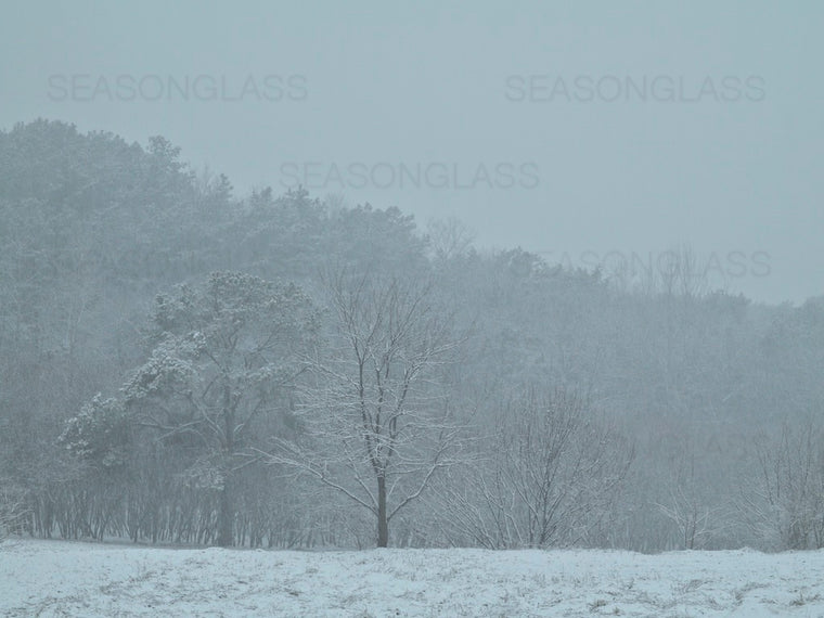 Woods in Winter