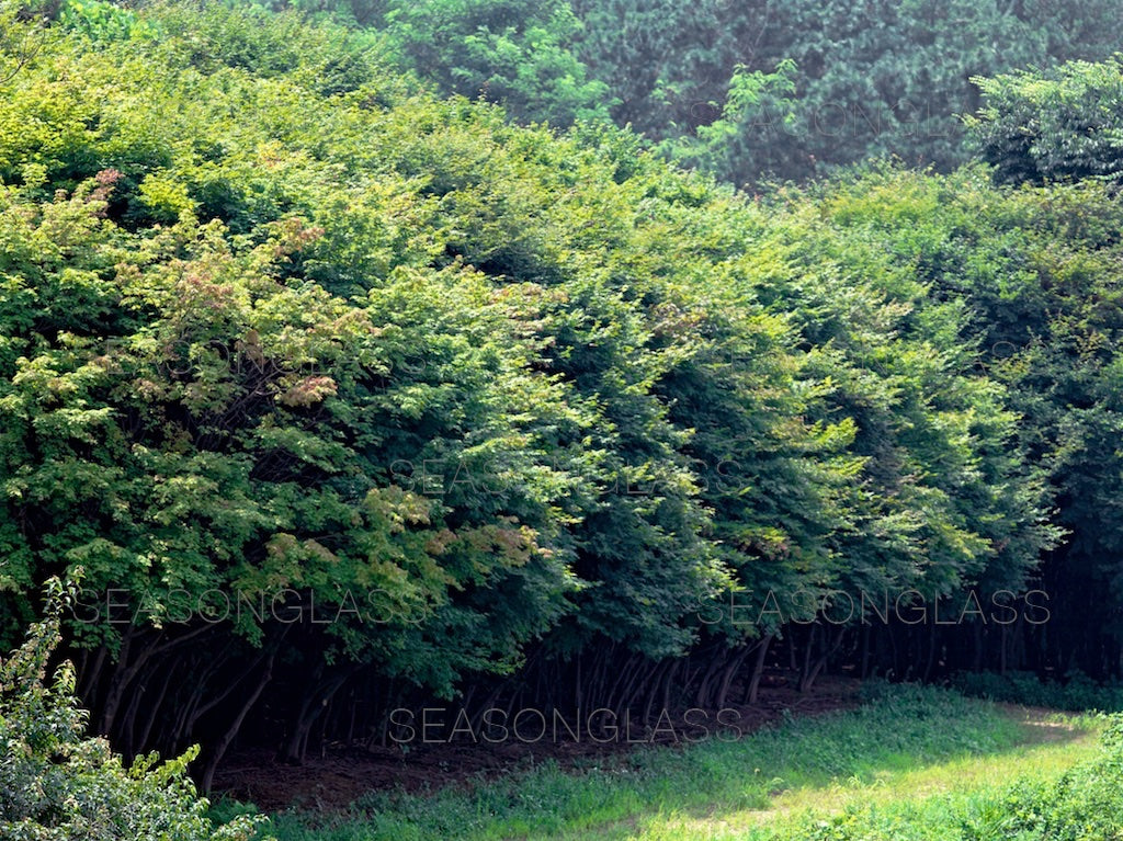 Maple Trees in Summer