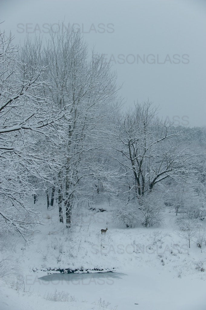 Woods in Winter